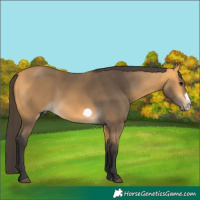 Horse Color:Buckskin Frame Rabicano