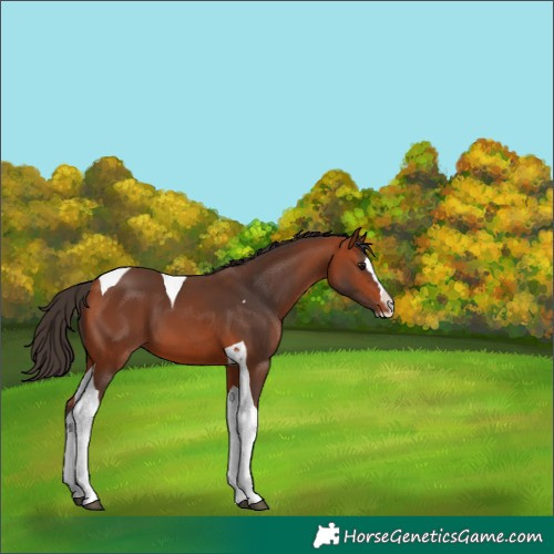 Horse Color:Bay Splash Tobiano 