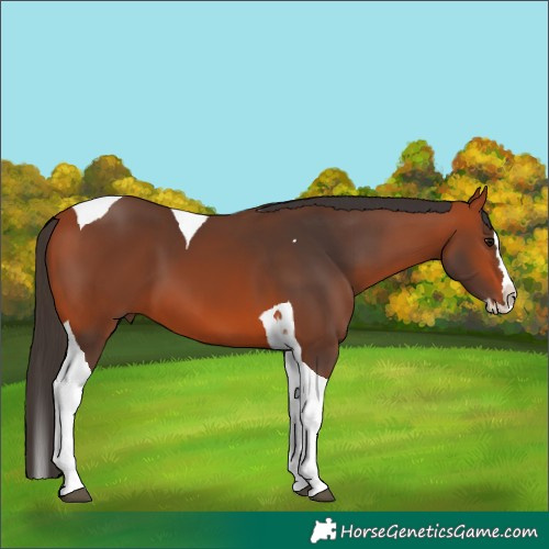 Horse Color:Bay Splash Tobiano