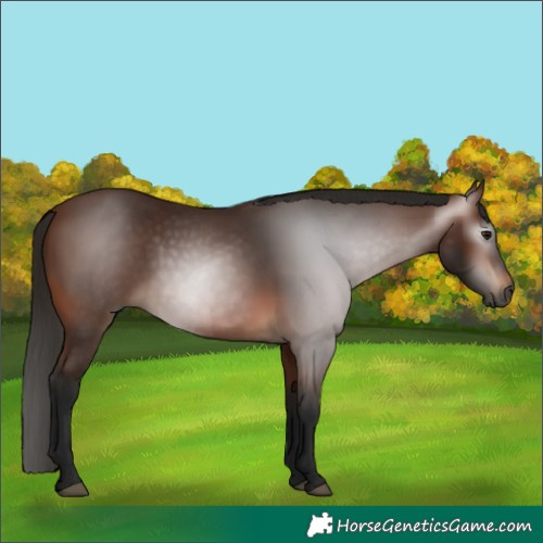 Horse Color:Gray Bay 
