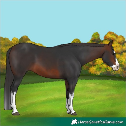 Horse Color:White Spotted Brown Splash