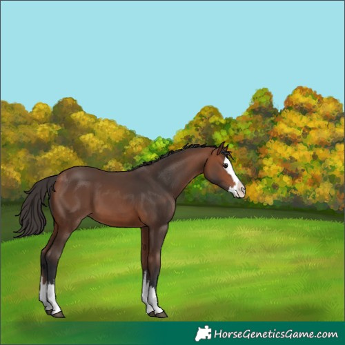 Horse Color:White Spotted Bay Splash 