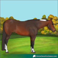 Horse Color:Bay Tobiano 