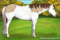 Horse Color:Red Dun Splash 