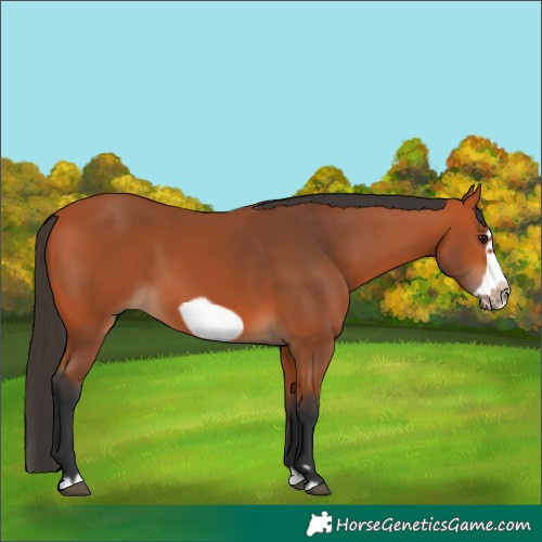 Horse Color:Bay Splash Frame Rabicano