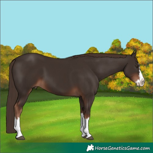 Horse Color:White Spotted Liver Chestnut Splash 