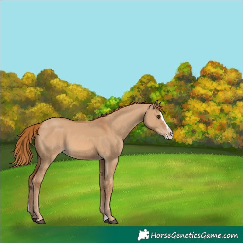 Horse Color:White Spotted Red Dun Splash 