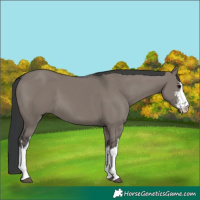 Horse Color:White Spotted Grullo