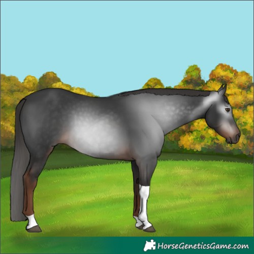 Horse Color:Gray Liver Chestnut Tobiano 