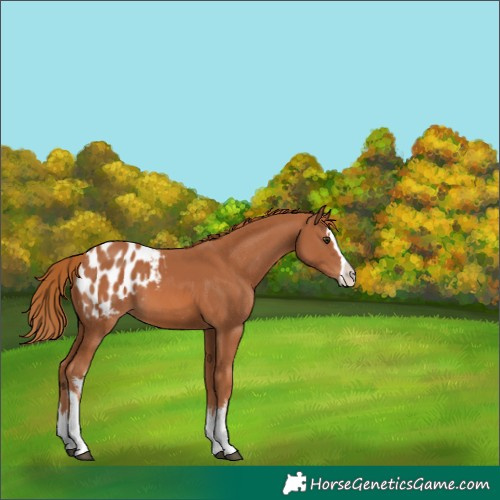 Horse Color:White Spotted Chestnut Splash Appaloosa 