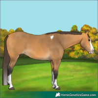 Horse Color:Buckskin Splash Tobiano Rabicano