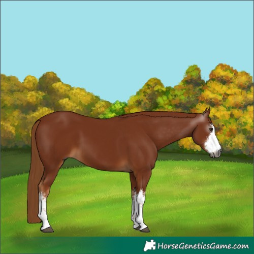 Horse Color:Gray White Spotted Chestnut 