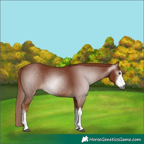 Horse Color:Gray White Spotted Chestnut 