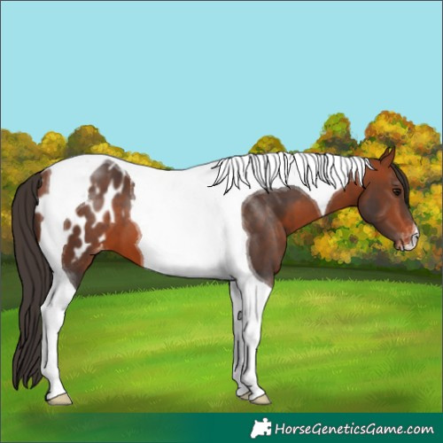Horse Color:Bay Tobiano Blanket