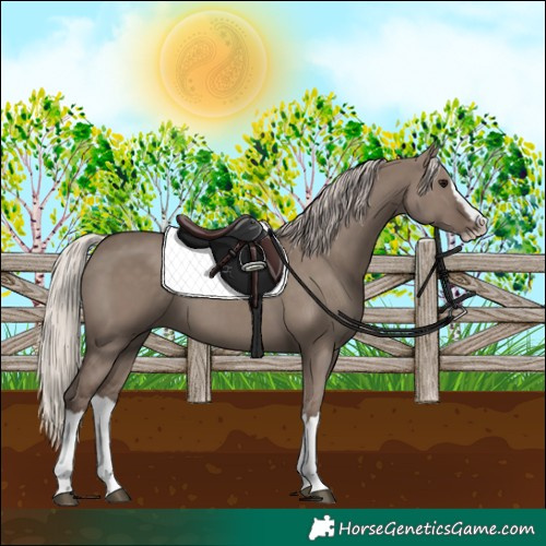 Horse Color:Silver Grullo Splash 