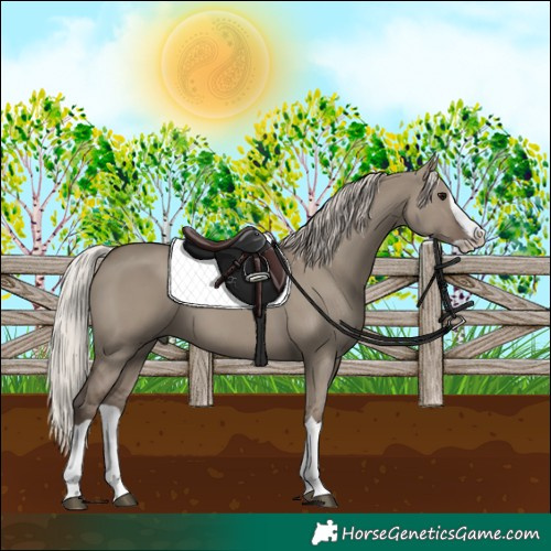 Horse Color:Silver Grullo Splash 