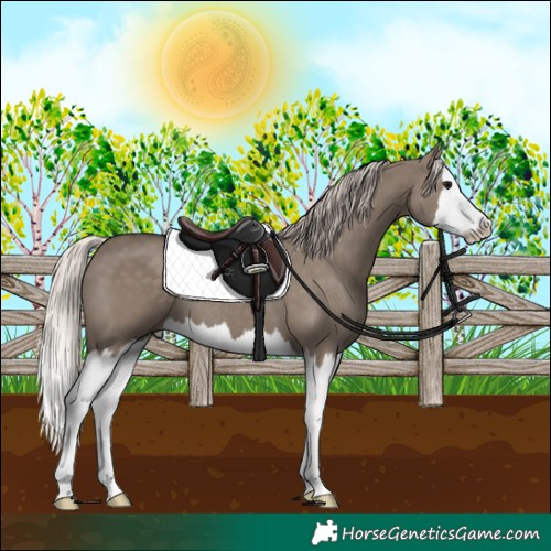 Horse Color:Silver Grullo Splash 