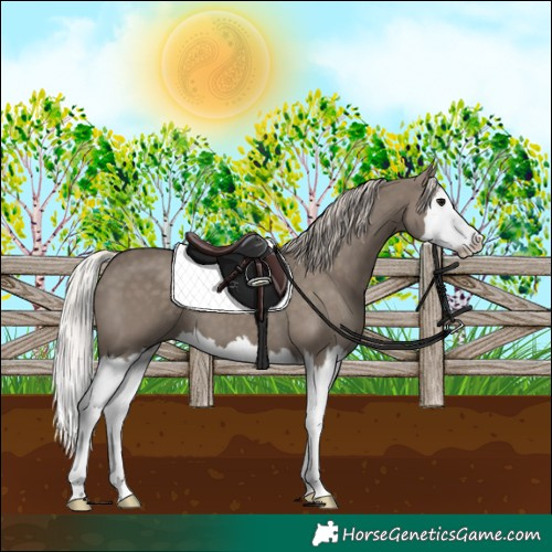 Horse Color:Silver Grullo Splash 
