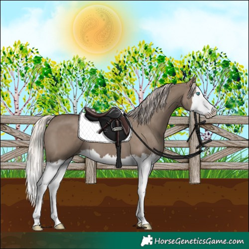 Horse Color:Silver Grullo Splash