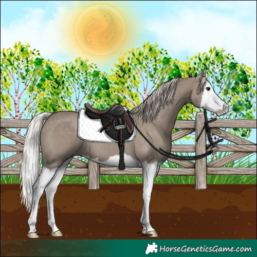 Horse Color:Silver Grullo Splash 