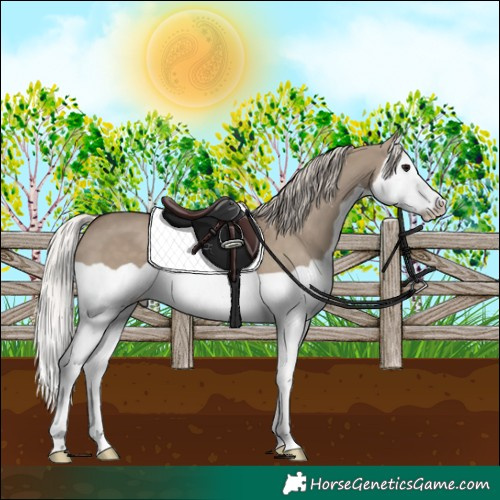 Horse Color:Silver Grullo Splash