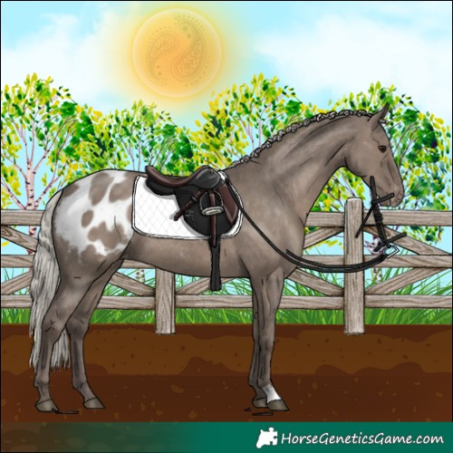 Horse Color:Silver Grullo Appaloosa Rabicano 
