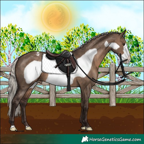 Horse Color:Silver Brown Dun Frame Appaloosa 