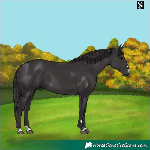 Horse Color:Platinum Smoky Black