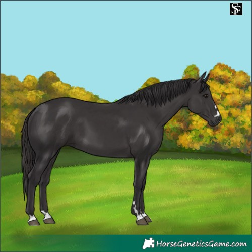 Horse Color:Platinum Smoky Black 