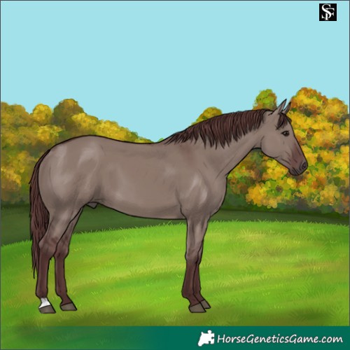 Horse Color:Chocolate Smoky Grullo 