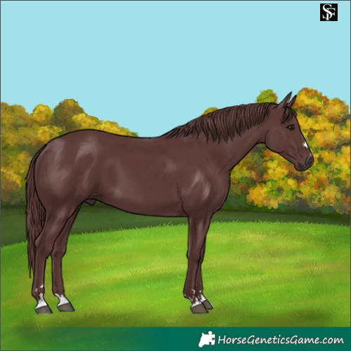 Horse Color:Chocolate Smoky Black