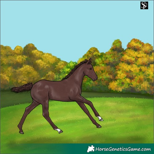 Horse Color:Chocolate Smoky Black 