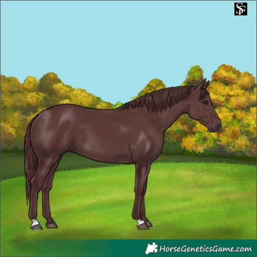Horse Color:Chocolate Smoky Black