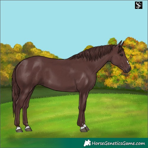 Horse Color:Chocolate Smoky Black