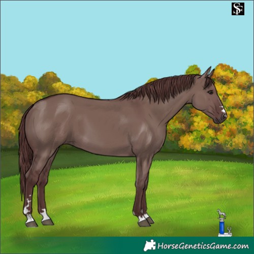 Horse Color:Chocolate Smoky Grullo 