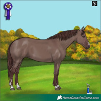 Horse Color:Chocolate Smoky Grullo 
