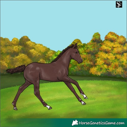 Horse Color:Chocolate Smoky Black 