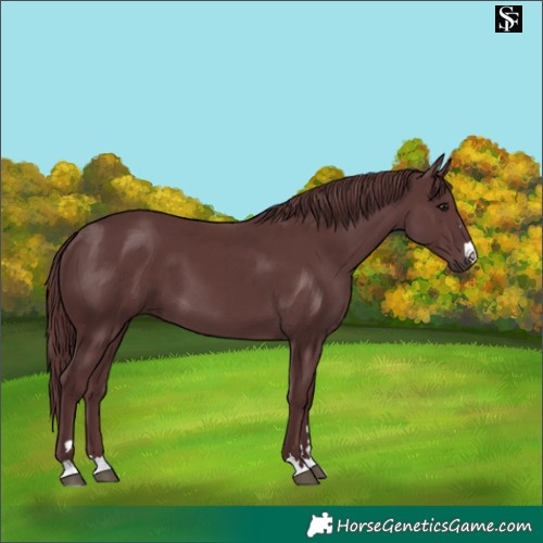 Horse Color:Platinum Chocolate Smoky Black