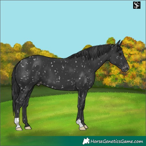 Horse Color:Black Snowflake Varnish