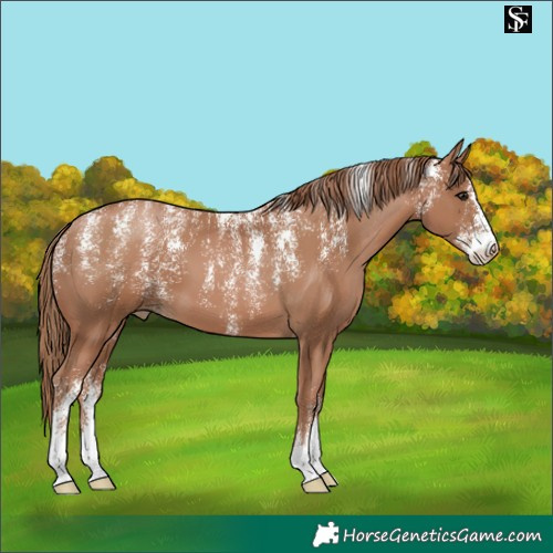 Horse Color:Powder White Black Pearl 