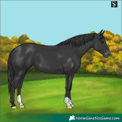 Horse Color:Black Appaloosa