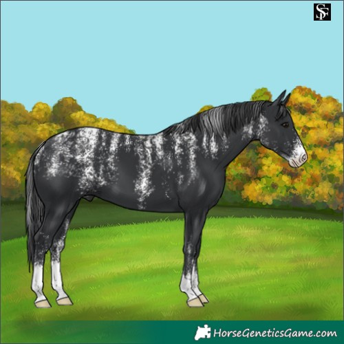 Horse Color:Powder White Black 
