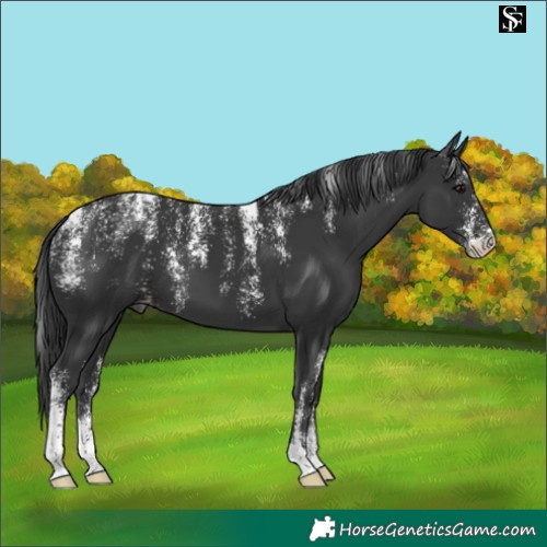 Horse Color:Powder White Black Varnish