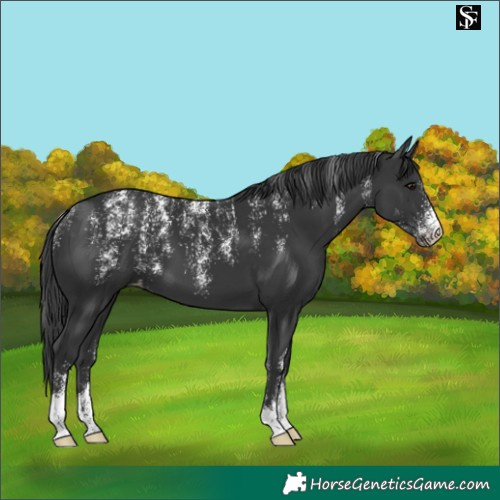 Horse Color:Powder White Black Varnish 