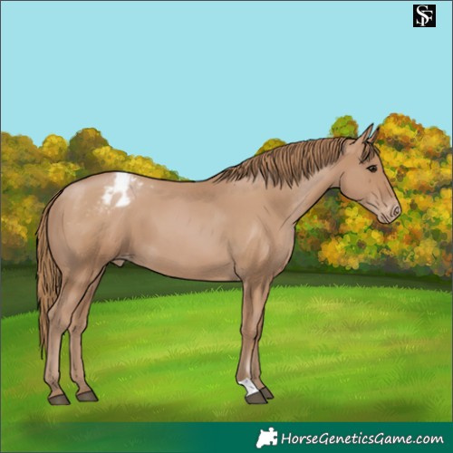 Horse Color:Black Pearl Blanket 