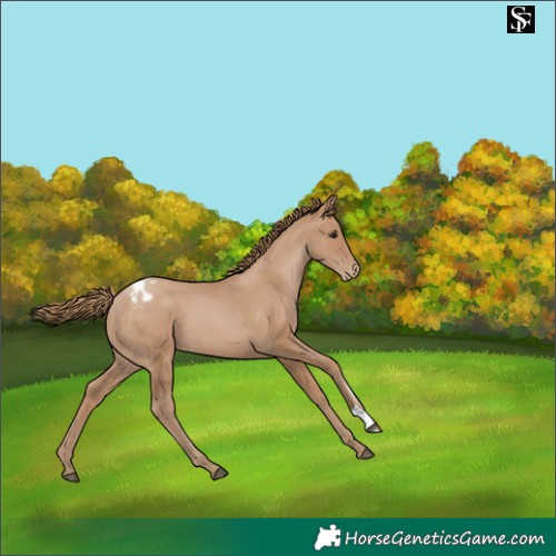 Horse Color:Black Pearl Appaloosa 