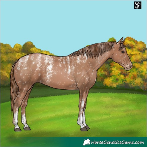 Horse Color:Powder White Black Pearl Snowflake Varnish 