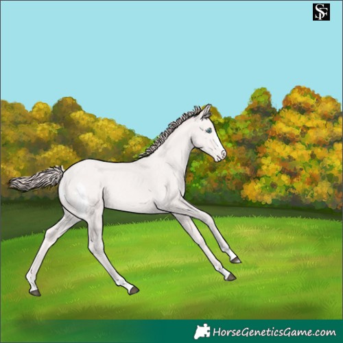 Horse Color:Platinum Buckskin Pearl Skewed Appaloosa 