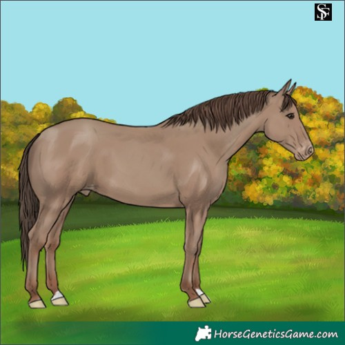 Horse Color:Classic Champagne Skewed LP Spotted