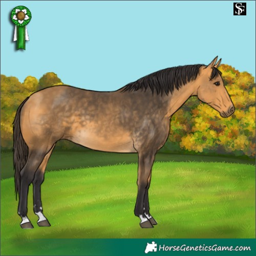 Horse Color:Buckskin 